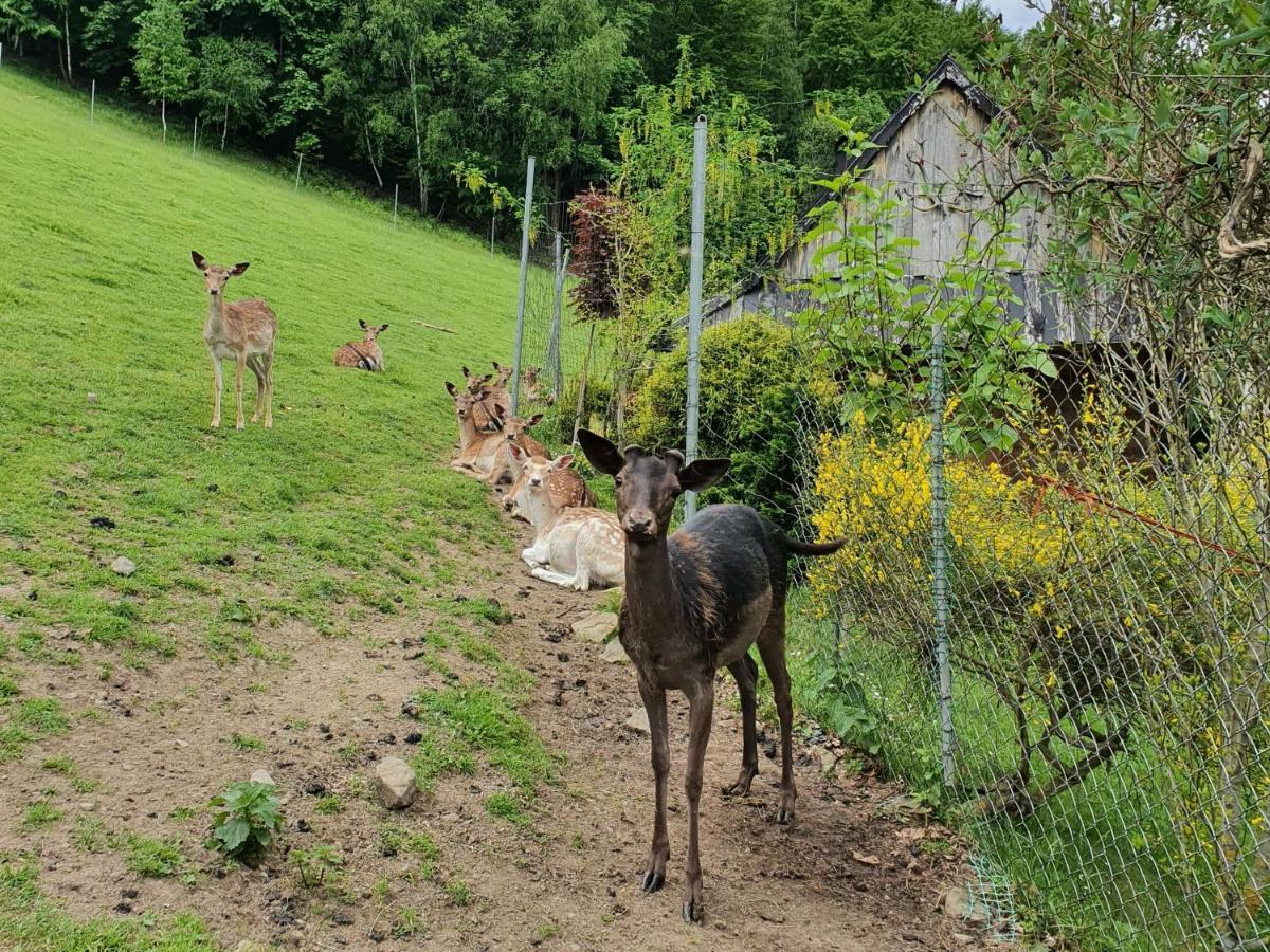 Domek Nad Stawami Ochotnica Dolna Villa Exteriör bild